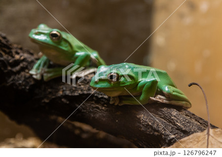 A green toad sits on a  branch A green toad sits on a  branch 126796247