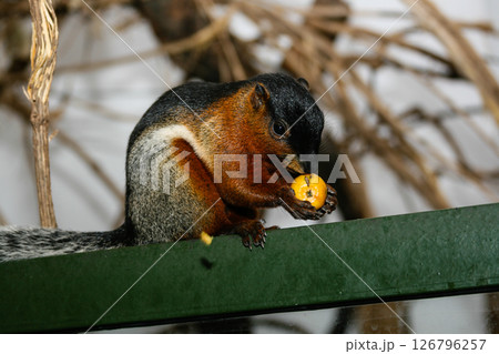 Squirrel eats fruit with a large plan Squirrel eats fruit with a large plan 126796257