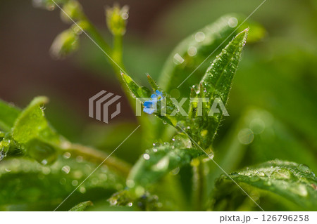 Macro field flowers blue with green leaves 126796258