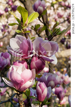 Bud of beautiful spring magnolia 126796274