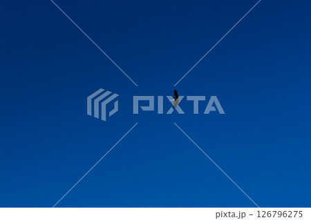 Stork soaring in the blue sky with white clouds 126796275