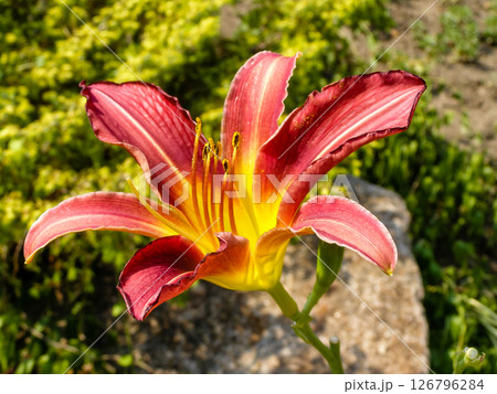 Flowering summer lily of red color Flowering summer lily of red color 126796284