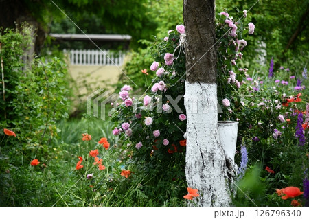 Sunrise Sunrise over a sunflower field with distant treesover a sunflower field 126796340