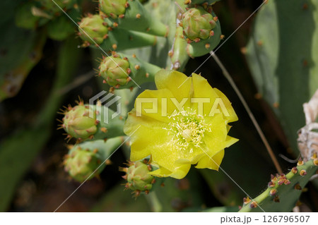 Blooming cactus opuntia prickly pear Blooming cactus opuntia prickly pear 126796507