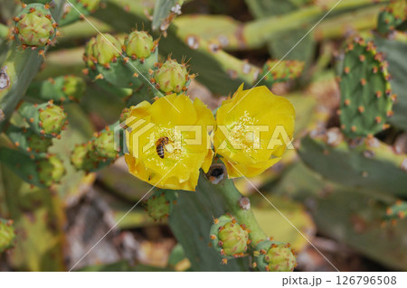 Blooming cactus opuntia prickly pear with a bee collecting nectar inside a yellow flower Blooming cactus opuntia prickly pear with a bee collecting nectar inside a yellow flower 126796508