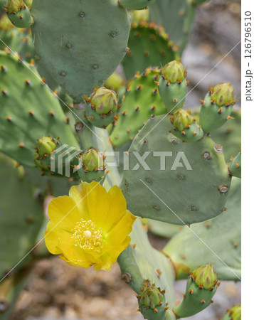 Blooming cactus opuntia prickly pear Blooming cactus opuntia prickly pear 126796510