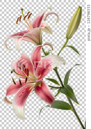 Vibrant stargazer lilies in full bloom with fresh green leaves and unopened buds, pink and white petals with speckled details, garden floral 126796555
