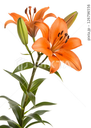 Bright orange lily flowers on tall green stem isolated on the transparent background, for floral designs, or greeting cards Bright orange lily flowers on tall green stem isolated on the transparent background, for floral designs, or greeting cards 126796556