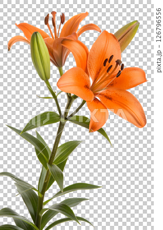 Bright orange lily flowers on tall green stem isolated on the transparent background, for floral designs, or greeting cards Bright orange lily flowers on tall green stem isolated on the transparent background, for floral designs, or greeting cards 126796556