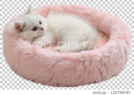 Adorable white kitten sleeping in soft pink fluffy pet bed isolated on transparent background, cute baby cat 126796595
