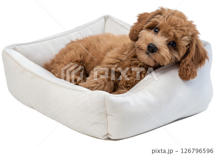 Maltipoo puppy in cozy white dog bed isolated on transparent background, fluffy small dog breed, pet care or animal advertisement concept 126796596