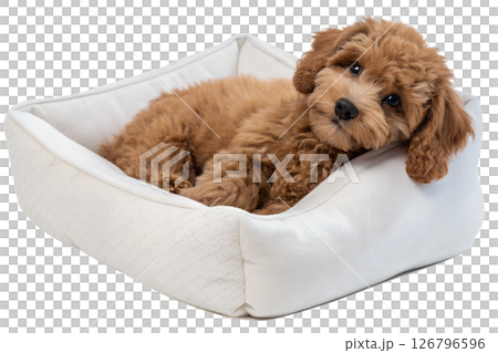Maltipoo puppy in cozy white dog bed isolated on transparent background, fluffy small dog breed, pet care or animal advertisement concept 126796596