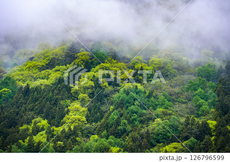 朝霧と新緑の森【長野県】 126796599