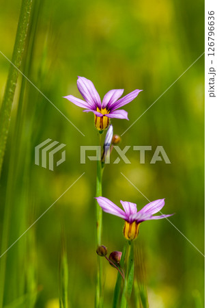 庭石菖 (にわぜきしょう) 庭石菖 (にわぜきしょう) 126796636