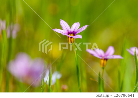 庭石菖 (にわぜきしょう) 庭石菖 (にわぜきしょう) 126796641