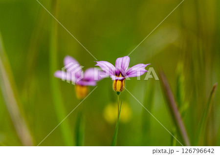 庭石菖 (にわぜきしょう) 庭石菖 (にわぜきしょう) 126796642