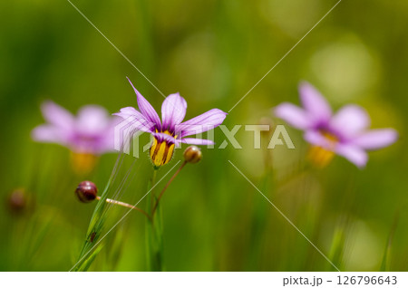 庭石菖 (にわぜきしょう)  126796643