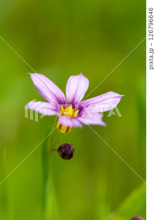 庭石菖 (にわぜきしょう) 庭石菖 (にわぜきしょう) 126796646