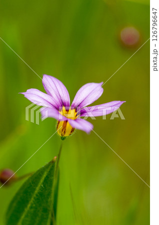 庭石菖 (にわぜきしょう)  126796647