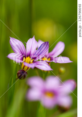 庭石菖 (にわぜきしょう) 庭石菖 (にわぜきしょう) 126796648