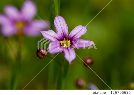 庭石菖 (にわぜきしょう) 庭石菖 (にわぜきしょう) 126796650