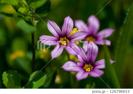 庭石菖 (にわぜきしょう) 庭石菖 (にわぜきしょう) 126796653