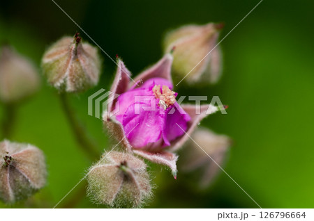 苗代苺 苗代苺 126796664