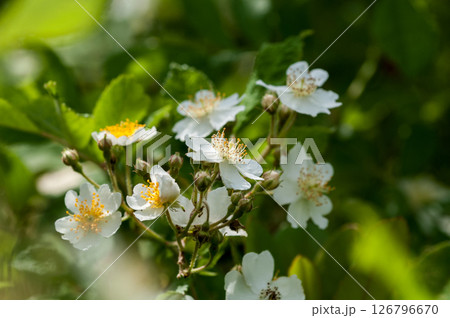 信濃川・やすらぎ堤の野薔薇の花 126796670