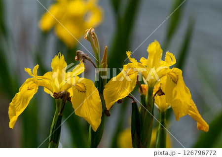 信濃川・やすらぎ堤の黄菖蒲(きしょうぶ)の花 126796772