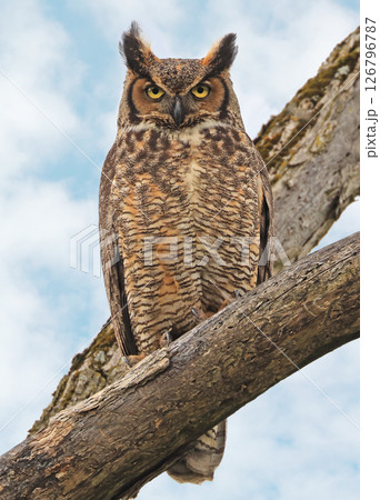 Great-horned Owl sitting on a tree branch Great-horned Owl sitting on a tree branch 126796787