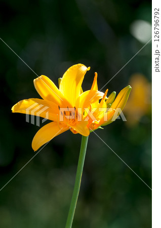 萱草の花 萱草の花 126796792