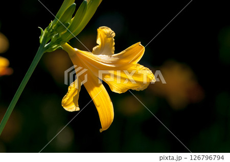 萱草の花 萱草の花 126796794