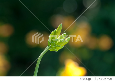 萱草の蕾 萱草の蕾 126796796