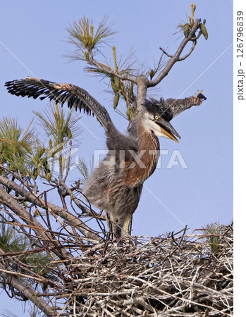 Great Blue Heron baby in his nest, Canada 126796839