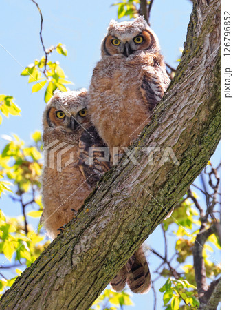 Great-horned Owl babies sitting on a tree, Quebec, Canada 126796852