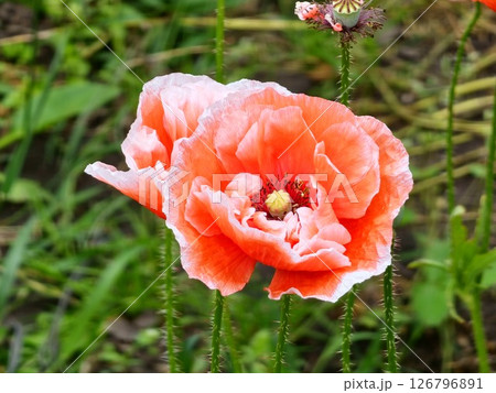 Detail of flowering the opium poppy in Latin papaver somniferum, poppy field 126796891