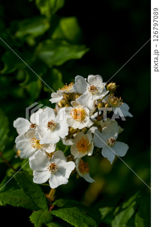信濃川・やすらぎ堤の野薔薇の花 126797089