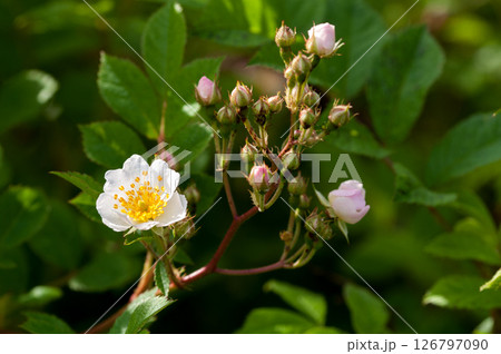 信濃川・やすらぎ堤の野薔薇の花 126797090