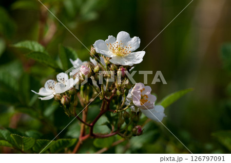 信濃川・やすらぎ堤の野薔薇の花 126797091