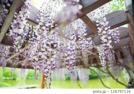 藤の花 藤の花 126797116