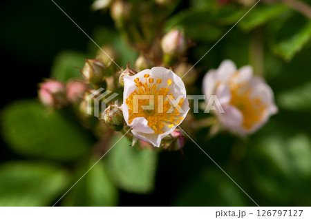 信濃川・やすらぎ堤の野薔薇の花 信濃川・やすらぎ堤の野薔薇の花 126797127