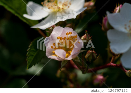 信濃川・やすらぎ堤の野薔薇の花 126797132