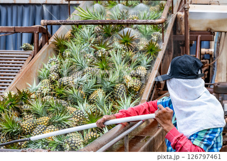 Worker sorting Pineapples at a production facility being washed after harvest and moved on a conveyor belt 126797461