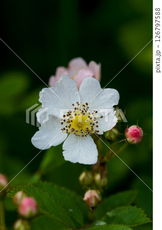 信濃川・やすらぎ堤の野薔薇の花 126797588