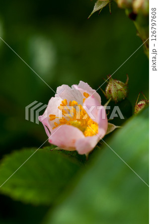 信濃川・やすらぎ堤の野薔薇の花 信濃川・やすらぎ堤の野薔薇の花 126797608