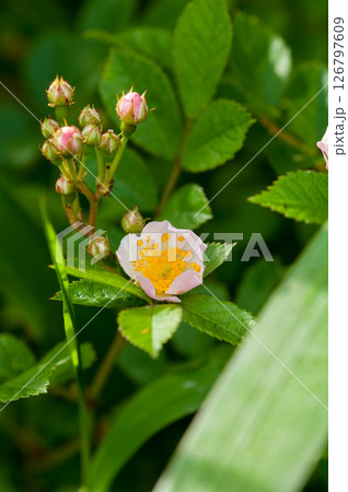 信濃川・やすらぎ堤の野薔薇の花 信濃川・やすらぎ堤の野薔薇の花 126797609