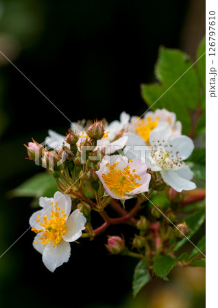 信濃川・やすらぎ堤の野薔薇の花 126797610