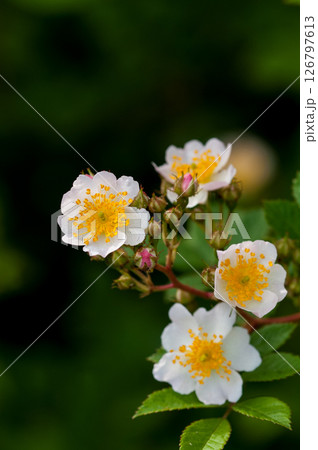 信濃川・やすらぎ堤の野薔薇の花 信濃川・やすらぎ堤の野薔薇の花 126797613