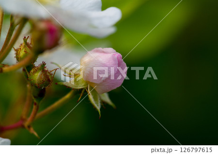 信濃川・やすらぎ堤の野薔薇の花 126797615