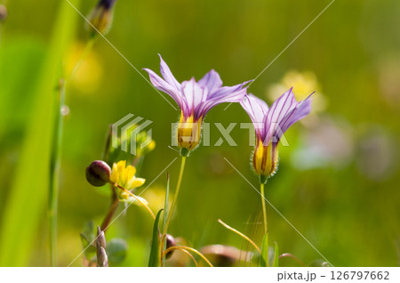 庭石菖 (にわぜきしょう)  126797662